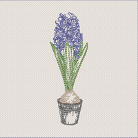 Single Hyacinth
