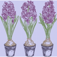 Triple Hyacinth