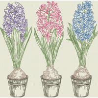 Triple Hyacinth