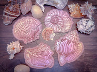 Coaster Set - Shells