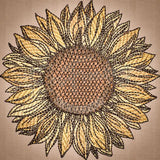 Sunflower 4.92 X