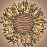 Sunflower 4.92 X