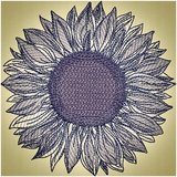 Sunflower 6.10 X