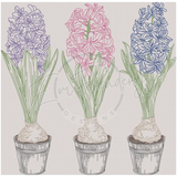 Triple Hyacinth 11.84 X 12.00