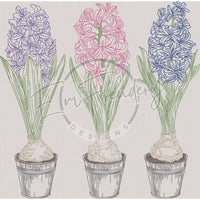 Triple Hyacinth 11.84 X 12.00