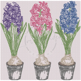 Triple Hyacinth 4.92 X 4.99