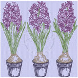Triple Hyacinth 6.11 X 6.18