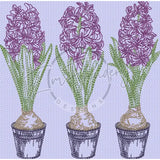 Triple Hyacinth 6.11 X 6.18