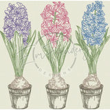 Triple Hyacinth 7.80 X 7.90