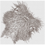 Wtf? Ostrich 9.86 X 10.07